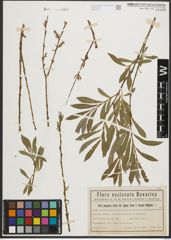 Foto von Salix purpurea L.